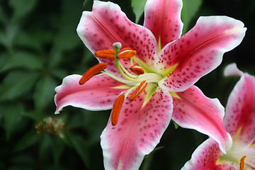 Image showing Lily