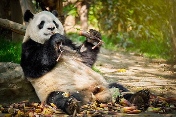 Image showing Giant panda bear in China