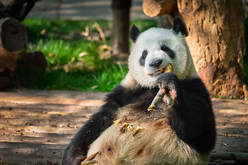 Image showing Giant panda bear in China