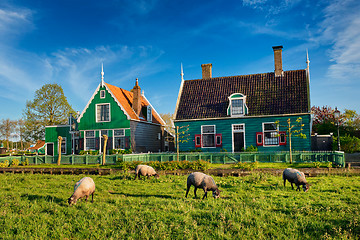 Image showing Sheeps grazing near farm houses in the museum village of Zaanse 