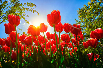 Image showing Blooming tulips against blue sky low vantage point