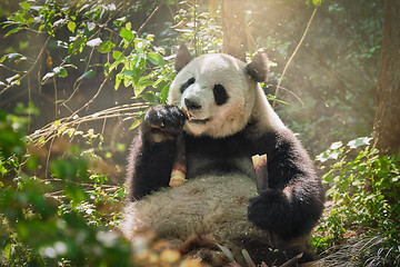 Image showing Giant panda bear in China