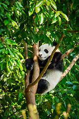 Image showing Giant panda bear in China