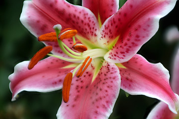 Image showing Lily