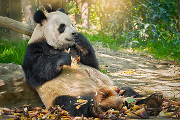 Image showing Giant panda bear in China