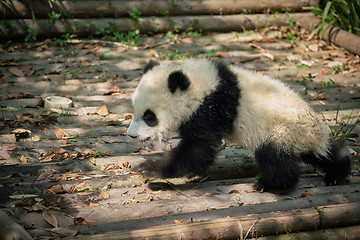 Image showing Giant panda bear in China