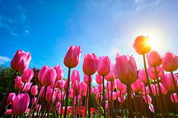 Image showing Blooming tulips against blue sky low vantage point