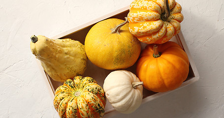 Image showing Different pumpkins laid in box