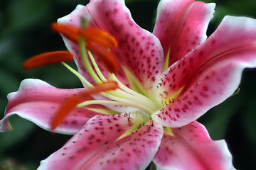 Image showing Lily