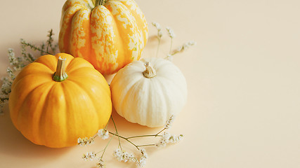 Image showing Different sorts of pumpkins and herbs