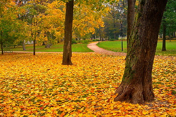Image showing autumn maple trees in fall city park