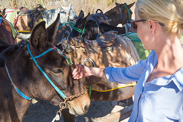 Image showing woman\'s hand caressing donkeys in a place in Spain