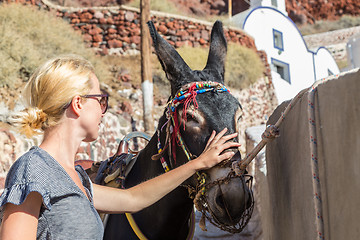 Image showing woman\'s hand caressing donkeys in a place in Spain