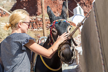 Image showing woman\'s hand caressing donkeys in a place in Spain