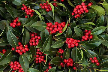 Image showing Winter and Christmas Holly Berry Bush