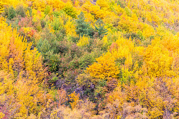 Image showing Colorful autumn foliage and green pine trees in Arrowtown