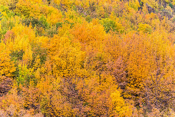 Image showing Colorful autumn foliage and green pine trees in Arrowtown
