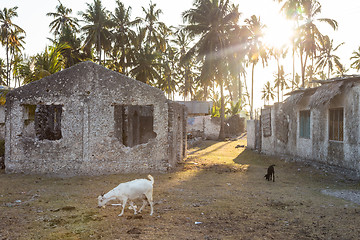 Image showing Goats by the Stone houses surrounded by palm trees in Jambiani village in Zanzibar, Tanzania in sunset.