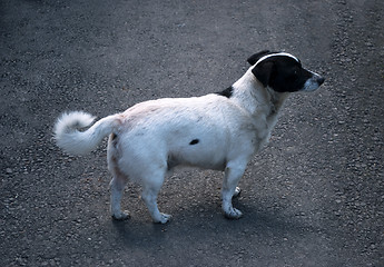 Image showing dog standing on the pavement