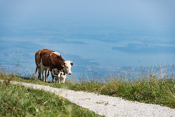 Image showing Cow on Kampenwand in Bavaria