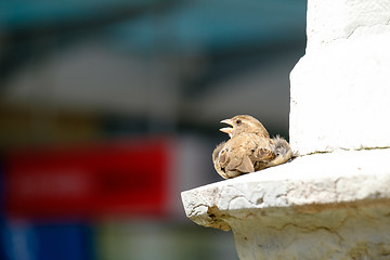 Image showing Bird in the city Bern