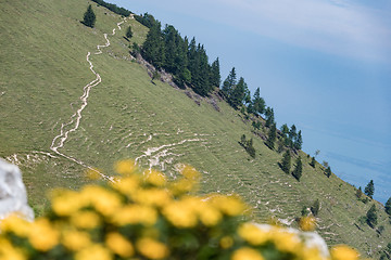 Image showing Flowers on Kampenwand