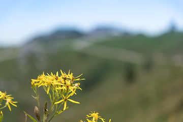 Image showing Yellwo flowers on Kampenwand