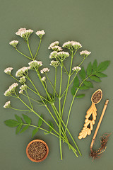 Image showing Valerian Herb Root and Flowers