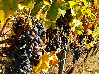 Image showing ipe purple grapes on a vine in autumn