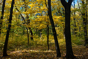 Image showing autumn forest with yellow foliage