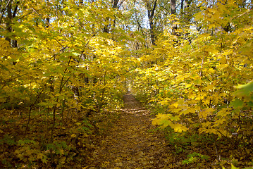 Image showing path in the forest with yellow leaves