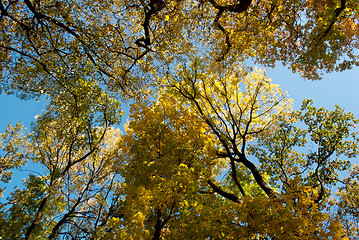 Image showing treetops in autumn