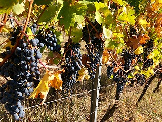 Image showing ipe purple grapes on a vine in autumn