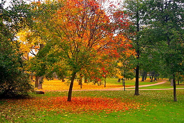 Image showing autumn maple trees in fall city park