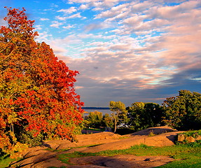 Image showing autumn maple trees in fall city park