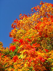 Image showing autumn maple trees in fall city park