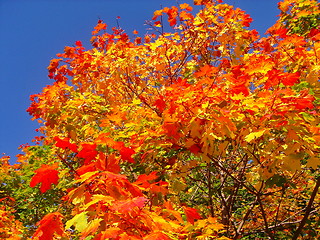 Image showing autumn maple trees in fall city park