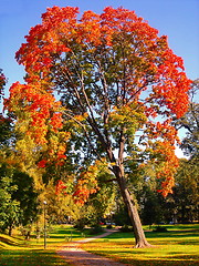 Image showing autumn maple trees in fall city park