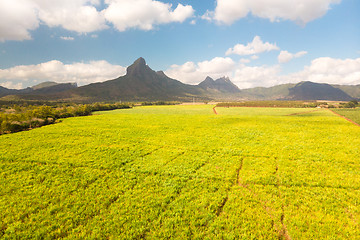 Image showing Beautiful bright green landscape of sugarcane fields in front of the black river national park mountains on Mauritius Island.