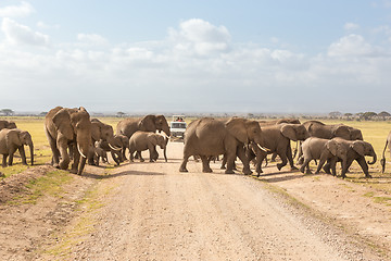 Image showing Herd of big wild elephants crossing dirt roadi in Amboseli national park, Kenya.