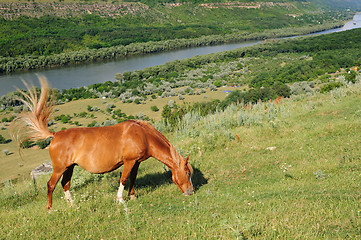 Image showing Red horse grazing at meadow