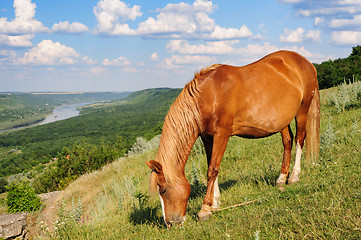 Image showing Red horse grazing at meadow