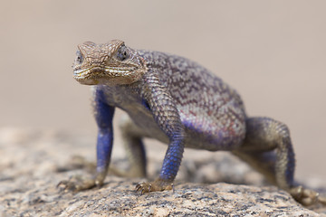 Image showing Mwanza flat-headed rock agama, Serengeti National Park, Tanzania.