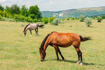 Image showing Red horse grazing at meadow