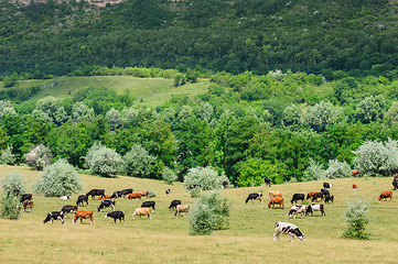 Image showing Cows herd grazing at meadow