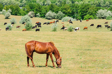 Image showing Red horse grazing at meadow