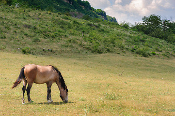 Image showing Red horse grazing at meadow