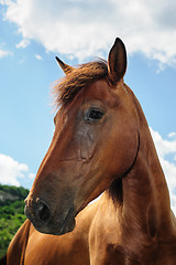 Image showing Red horse head portrait