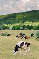 Image showing Cows herd grazing at meadow