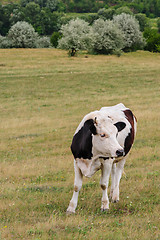 Image showing Cow grazing at meadow